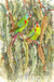 Swift Parrots #230124