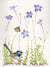 Blue Wren in Blue Bells #201124