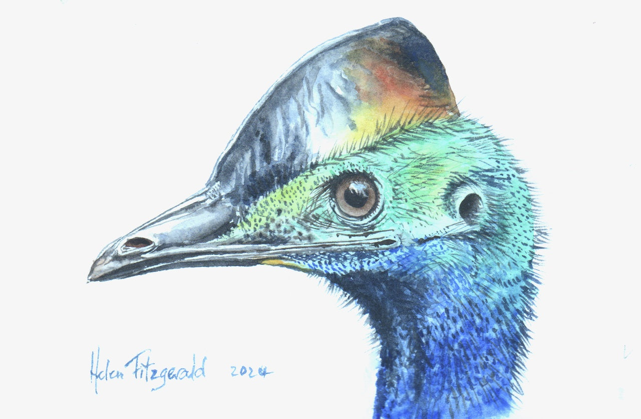 Cassowary Head #180724