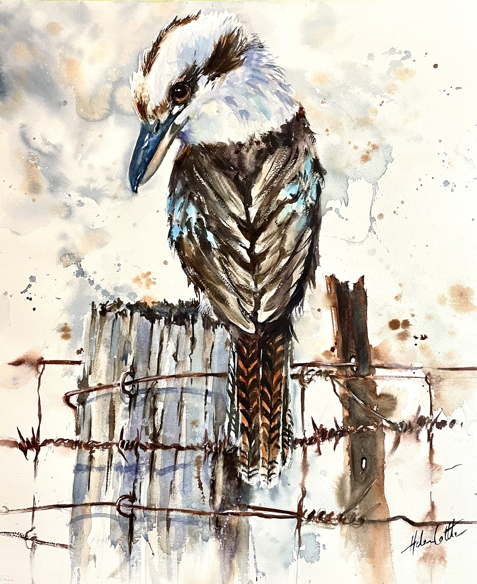 Kookaburra Contemplation #16