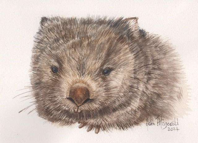 Wombat Face # 160924