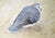 Wonga pigeon 1 #65