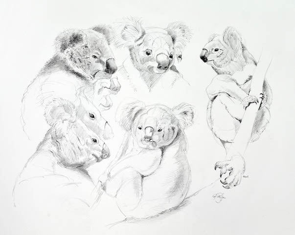 Koala Study 61
