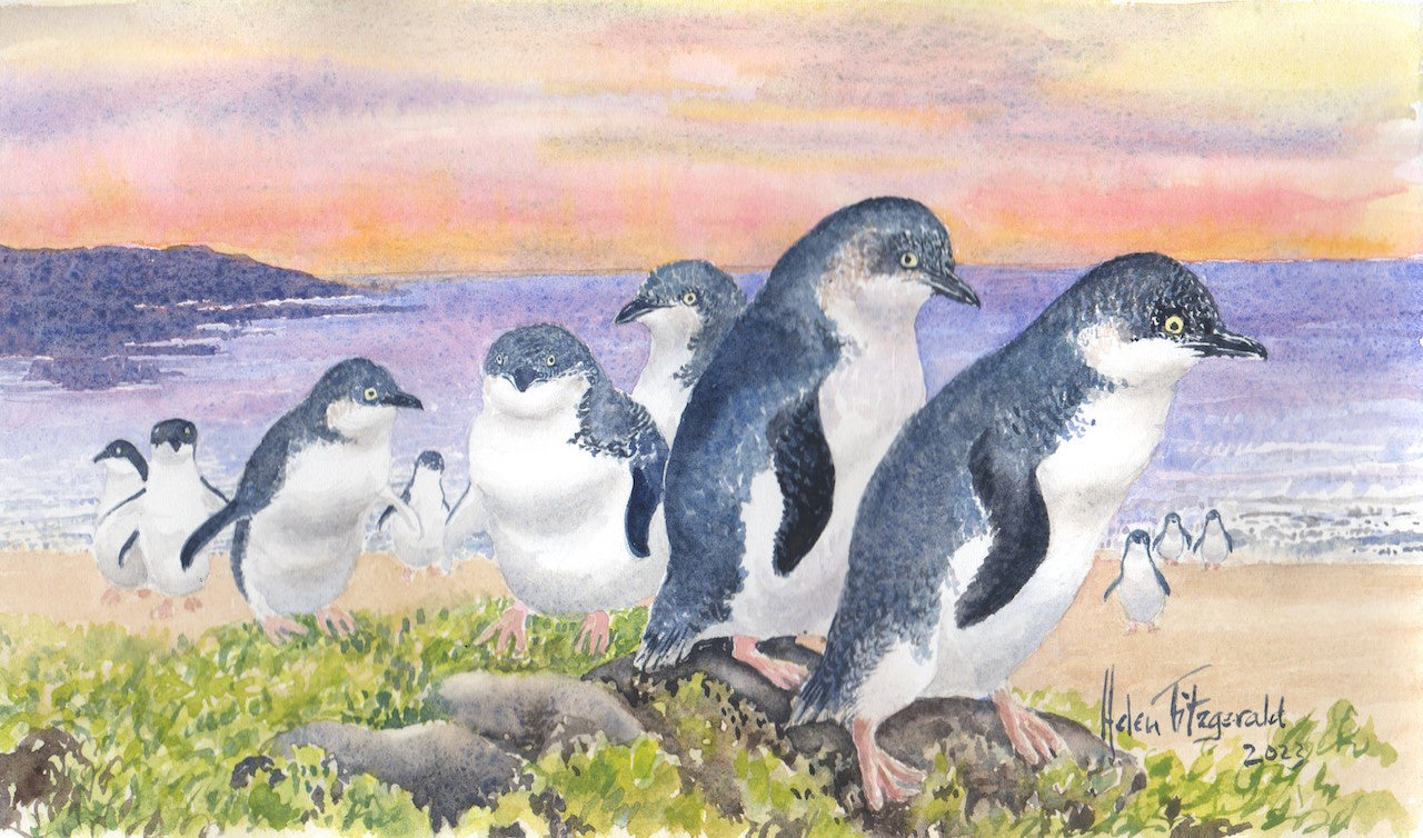 Fairy Penguins #1