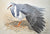 Wonga pigeon "Stretch" 64