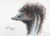 Hirsute Emu 030223
